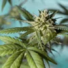 KITS DE CULTIVO