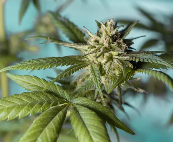 KITS DE CULTIVO