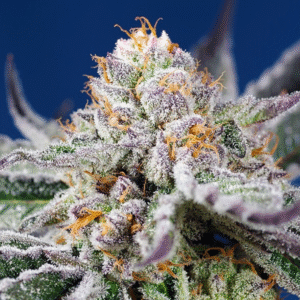 Purple Punch OG XL Auto