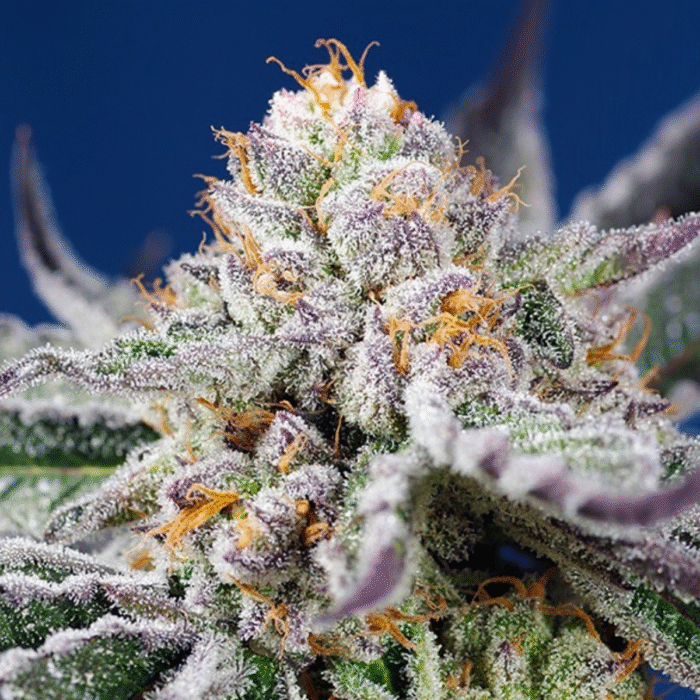 Purple Punch OG XL Auto