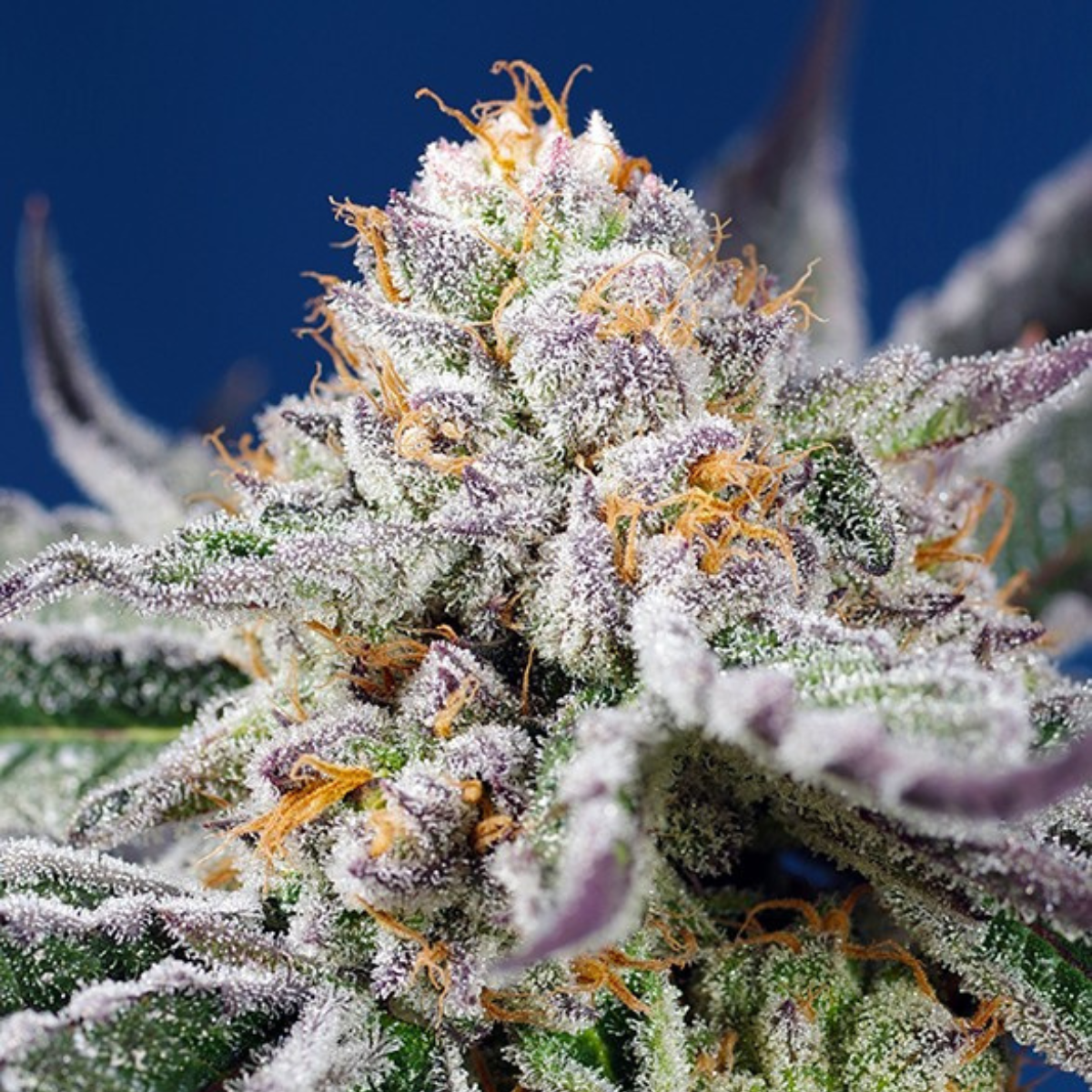 Purple Punch OG XL Auto