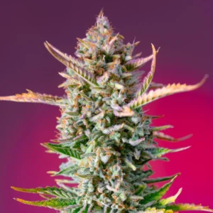Skywalker OG Runtz XL Auto
