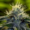 Afghan Auto