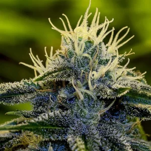 Afghan Auto