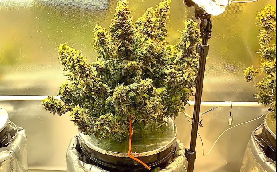 Cómo Cultivar Semillas Autoflorecientes Usando Hidroponía